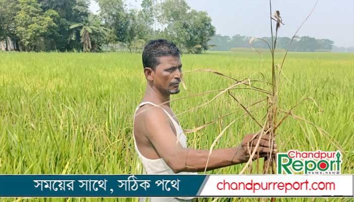 চাঁদপুরে মেঘনা ধনাগোদা সেচ প্রকল্পের ধান ক্ষেতে ব্লাস্ট, দুশ্চিন্তায় কৃষক