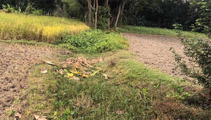 মেঘনা ধনাগোদা সেচ প্রকল্পে পানি নিষ্কাশন ব্যবস্থা ব্যাহত হচ্ছে-পর্ব ১