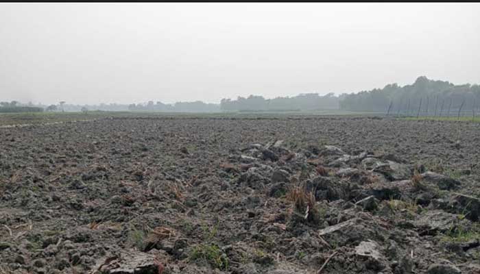 মেঘনা ধনাগোদা সেচ প্রকল্পে নির্ধারিত সময়ে জমিতে পানি না পাওয়ায় হতাশ কৃষক