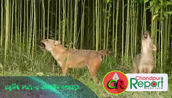 শিয়ালের ভয়, রাতজাগা মতলব