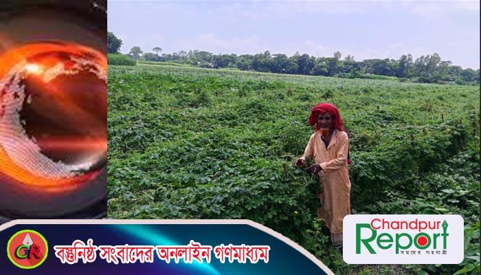মতলব উত্তরে চরাঞ্চলে করলার বাম্পার ফলন, কৃষকের মুখে হাসি