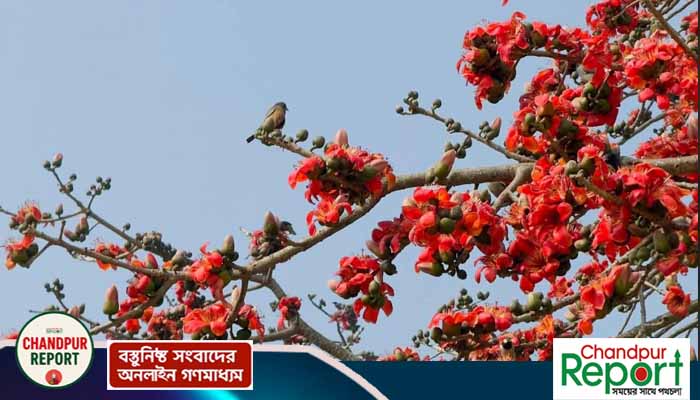 মতলব উত্তরে বসন্তের রঙে রাঙা শিমুল ফুল, মুগ্ধ পথচারী