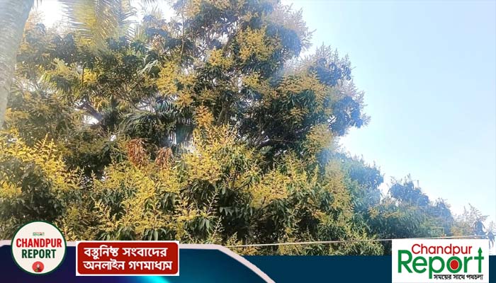 মতলব উত্তরে গাছে গাছে আমের মুকুল, ঘ্রাণে মাতোয়ারা প্রকৃতি