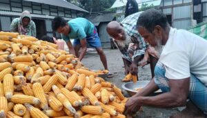কালবৈশাখীর থাবায় ভুট্টা চাষে বড় ধাক্কা, উঠোনেই ঘামছে কৃষকের স্বপ্ন