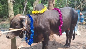 প্রায় ১০ মণ ওজনের বাহাদুরের দাম ৫ লাখ টাকা : ক্রেতার জন্য ত্রিশ হাজার টাকা দামের খাসি ফ্রি
