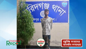 বেগুন ক্ষেতের আড়ালে গাঁজা চাষ, যুবক আটক