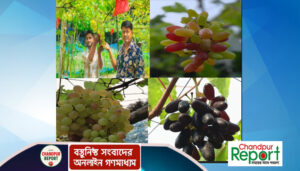 প্রবাসী ভাইয়ের দেওয়া এক চারা থেকে ১৫০ জাতের আঙুর, ইকরামের সফলতার গল্প