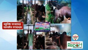 ঈদ সামনে রেখে মতলব উত্তরে দেশীয় খাবারে প্রস্তুত ২৬ কুরবানির গরু