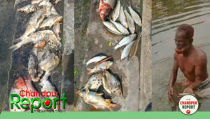 মতলব উত্তরে পূর্ব শত্রুতার জেরে পুকুরে বিষ প্রয়োগের অভিযোগ, লক্ষাধিক টাকার মাছ নিধন
