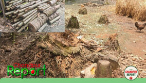 মতলব উত্তরে জমি নিয়ে বিরোধে গাছ কাটার অভিযোগে আদালতে মামলা