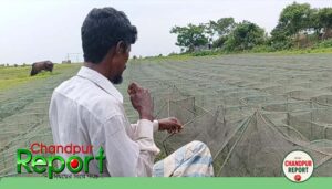 মতলব উত্তরে রিং চাইয়ের দৌরাত্ম্য, হুমকিতে মেঘনা-ধনাগোদার মৎস্যসম্পদ