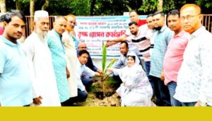 হাজীগঞ্জের কালচোঁ উত্তর ইউনিয়নের মাড়কী সপ্রাবিতে বৃক্ষরোপণ কর্মসূচি সম্পন্ন